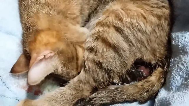 Katzen Geburt смотреть онлайн