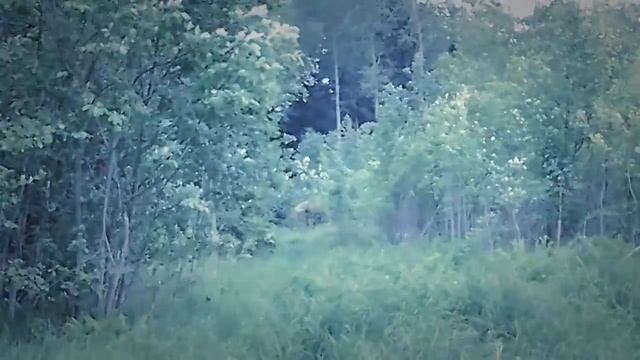 Поход к Спящей Жабе смотреть онлайн