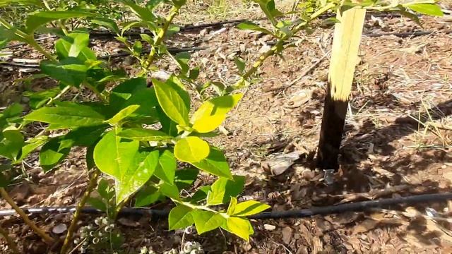 Голубика 01.июля.2020. Стоимость защиты от птиц.подкормка голубики. смотреть онлайн