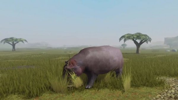 Hippo Showcase Animal World - Roblox
