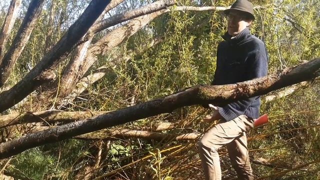 (PLANT INFORMATION) Salix fragilis (Crack Willow) смотреть онлайн