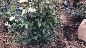 Роза Прайд энд Преджудис #РозаПрайдэндПреджудис