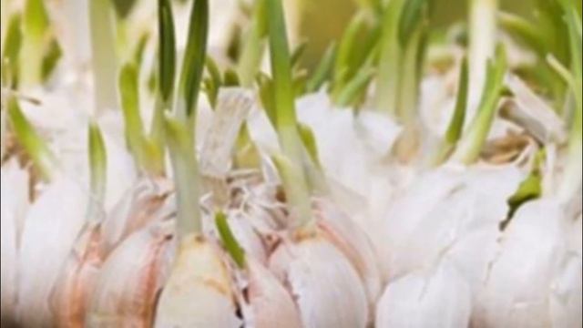 Популярные сорта и виды чеснока смотреть онлайн