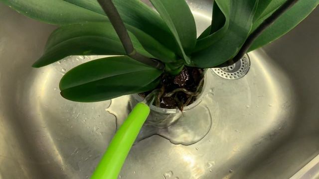 Fertilizing Phalaenopsis: Weakly Weekly! смотреть онлайн