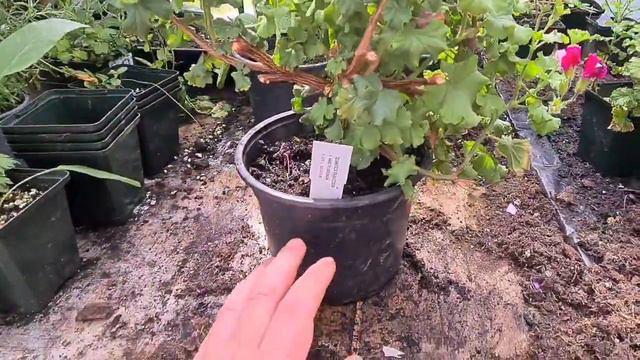 Pelargonium Cuttings Competition Free Entry