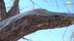 ☼ ВЕСЕННЯЯ ОБРЕЗКА ПЛОДОВОГО ДЕРЕВА  ? Как обрезать яблоню весной. Обрезка деревьев для начинающих.