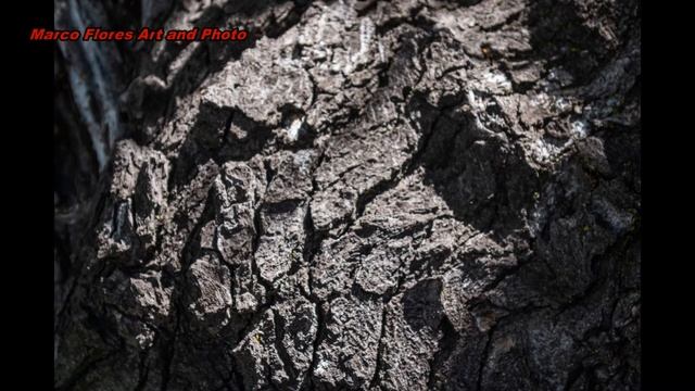 PENTAX K 70 DIGITAL SLR CAMERA With 18-55mm ZOOM LENS OUTDOORS TEST 2 TEXTURES, NATURAL LIGHT 1