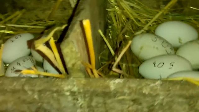 Инкубация гусиных яиц с помощью кур смотреть онлайн