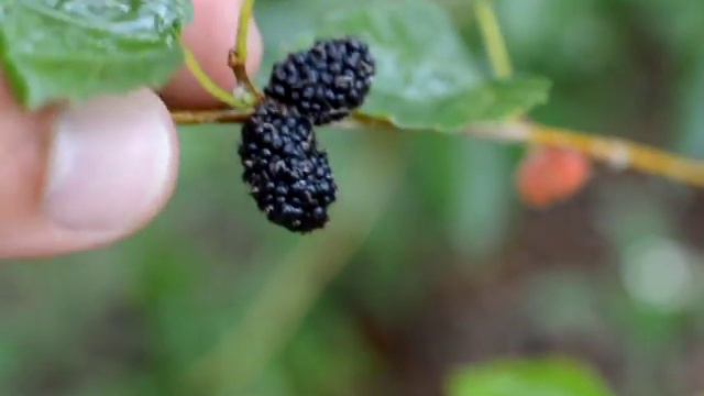 How to Make a Food Forest Salad смотреть онлайн