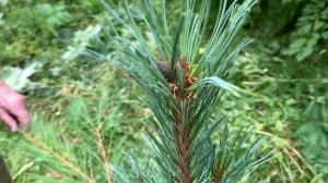 5.3 Рост и развитие привитого кедрового стланика