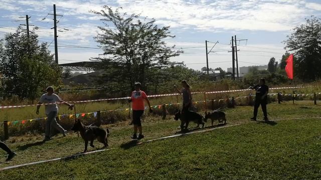 Лучшая молодая собака - моно Краснодар 2022