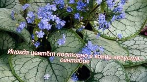 Бруннера Джек Фрост, цветы многолетники для сада фото.