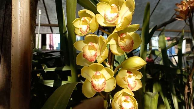 cymbidium orchids blooms # care of cymbidium orchids смотреть онлайн