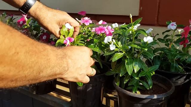 ഹൈബ്രിഡ് ഉഷമലരി (Vinca ) Tips , Hybrid Vinca Rosea Plant Care