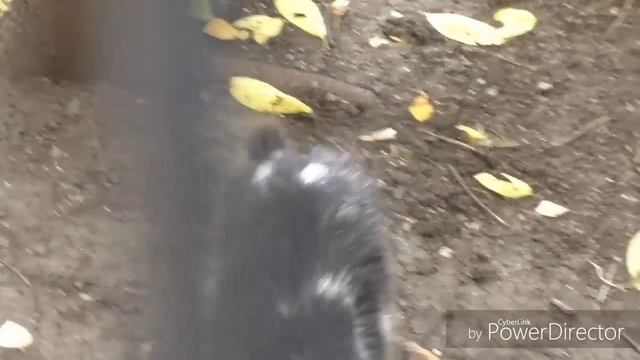 VLOG✔ПАРФЮМЫ ОСЕНИ✔НОЧНОЙ ЗАЖОР??✔ПОКУПКИ ✔МАГНИТ✔ПЯТЕРОЧКА ✔БЕЗДОМНЫЕ КОШКИ? смотреть онлайн