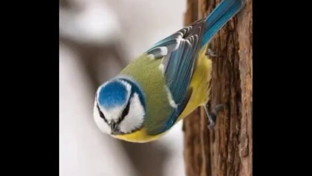 Прикол про синичек (часть 2) смотреть онлайн