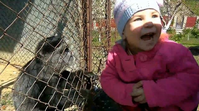 ЗАБАВНАЯ ОБЕЗЬЯНА ? ИГРАЕТ С РЕБЕНКОМ. A monkey plays with a child (Коронованая мартышка) смотреть онлайн