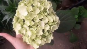 Гортензия, сорт Вуду