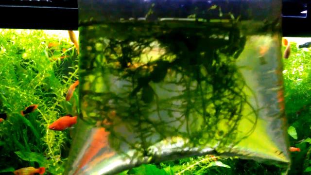 Sending Fish, Shrimp, And Plants To Fellow Hobbyist: 1st Attempt Shipping Fish смотреть онлайн