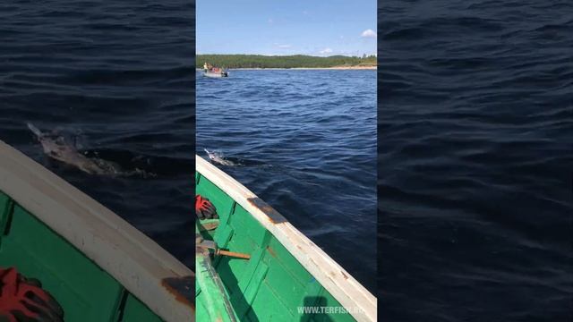 Рыбалка на горбушу в море. Белое море. Умба. Кольский. 2021. Терфиш - гостевой дом в Умбе смотреть онлайн