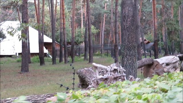 Хорошо когда много места и можно побегать ламе 17.08.2020 смотреть онлайн