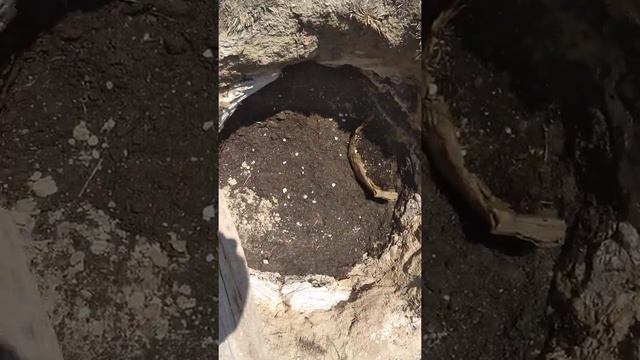 Меловой период или как посадить деревья часть 1 смотреть онлайн