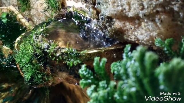 Пробный палюдариум смотреть онлайн