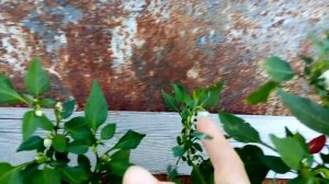 Выращивание домашнего перца в горшке.Уход за перцем.Как сделать перец многолетним.