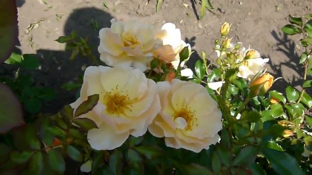 Цветение Сан сити,Амбер сан, Джульетта, Отелло ,Сангрия ,Бриоза.