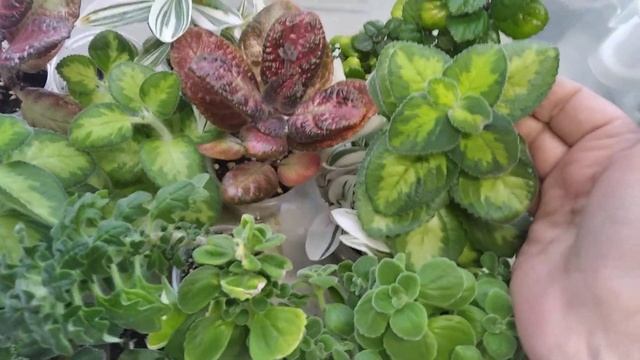 Плектрантусы. Моя коллекция.