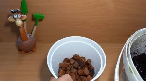 Шефлера размножение и посадка верхушечного черенка