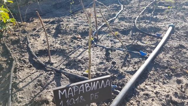 Пришли саженцы малины от производителя. смотреть онлайн
