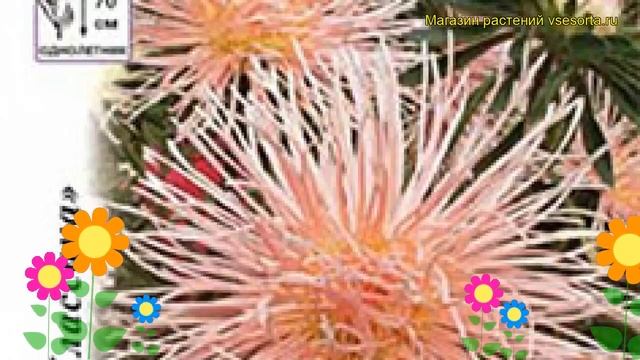 Астра китайская Золотая рыбка. Краткий обзор, описание характеристик callistephus chinensis смотреть онлайн