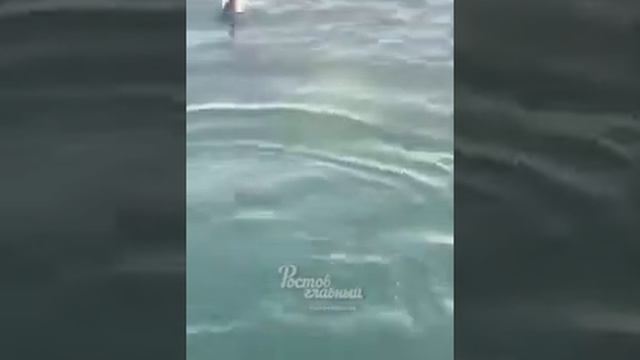 Прикольные трюки дельфинов!!! смотреть онлайн