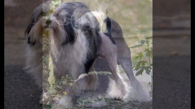 Левхен, или львиная собачка Lowchen, Little Lion Dog, Petit Chien Lion смотреть онлайн