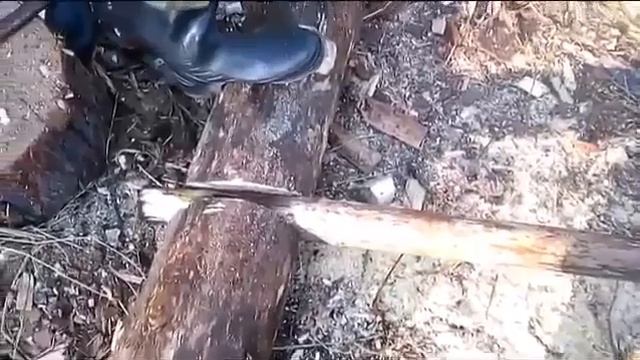 Как сделать колот для добычи кедрового ореха шишки Кедровый орех Шишка Кедрач Сибирь Тайга смотреть онлайн