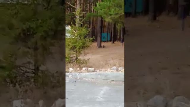 Дал другу прокатиться,первый раз на питбайке.Кауо 125. смотреть онлайн