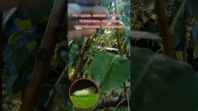 Грушевая медяница смотреть онлайн