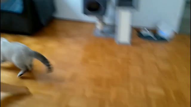 Urlaub von Kater Rambo geht zufrieden weiter. (Отпуск кота Рэмбо с удовольствием продолжается) смотреть онлайн
