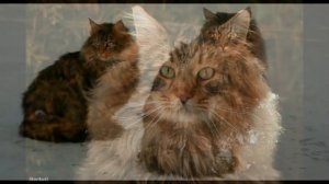 Норвежский лесной кот