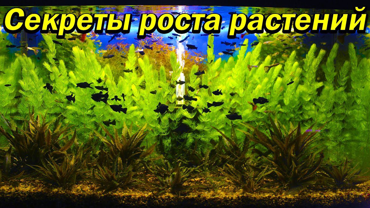 Секреты роста аквариумных растений смотреть онлайн