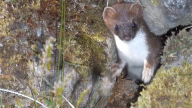 Stoat (Mustela erminea) смотреть онлайн