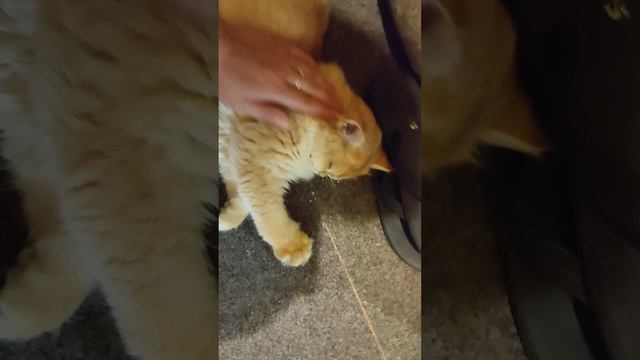 Магия прикосновений: Ласковый пушистик тает от объятий🐾🐾🐾