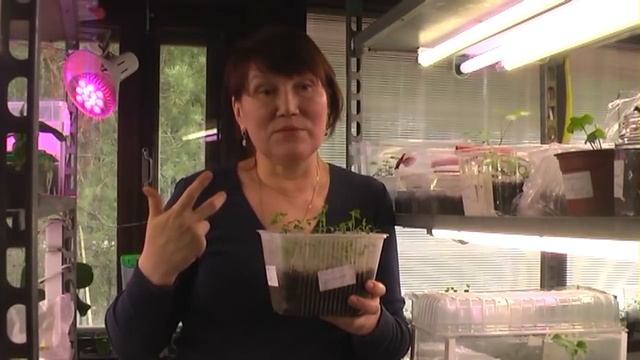 Как правильно выращивать растения в лаборатории смотреть онлайн