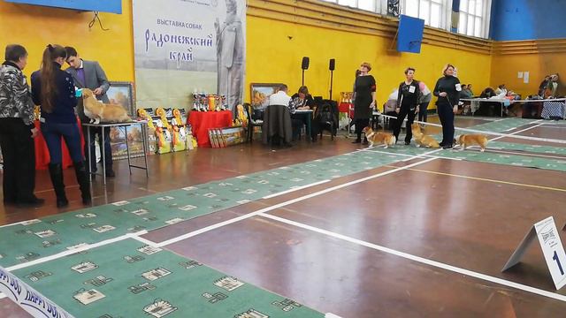 Вельш Корги Пемброк. Выставка 18.11.2018. г. Хотьково смотреть онлайн