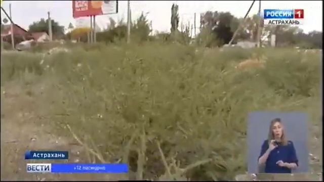 Cпециалисты Россельхознадзора по РВАО и РК борются с амброзией полыннолистной в .mp4 смотреть онлайн