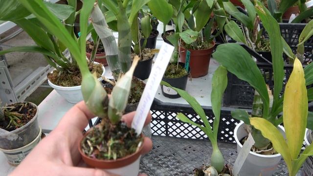 Catasetum . Секрет выращивания