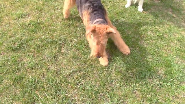 Игра в мяч с лучшими друзьями, продолжение. Ballspiel mit besten Freunden. смотреть онлайн