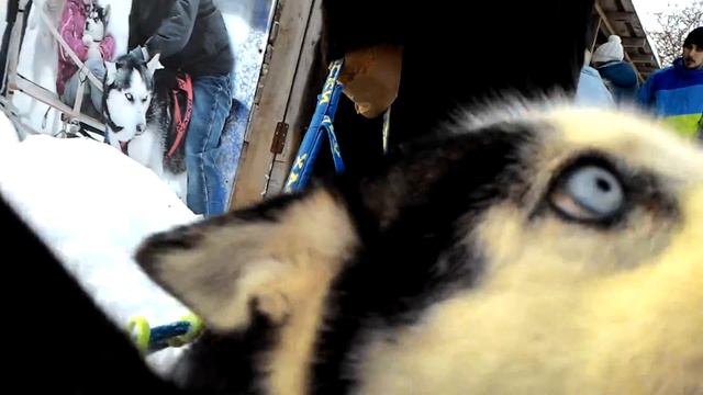 катание на хаски - 13 смотреть онлайн