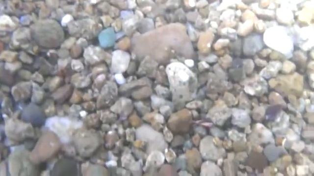 Веселые рыбки собачки смотреть онлайн